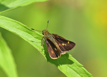 Little Glassywing